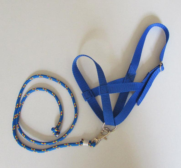 Blue halter and lead rope