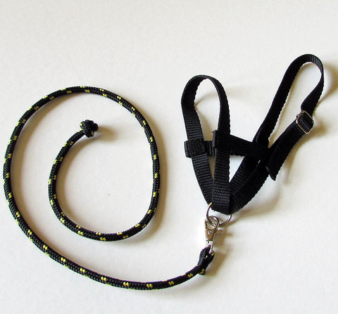 Black halter and lead rope