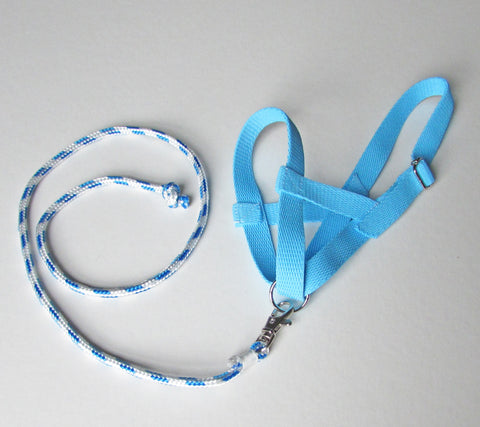 Pale blue halter and lead rope