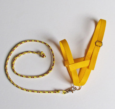 Yellow halter and lead rope