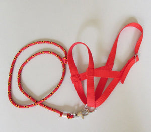 Red halter and lead rope