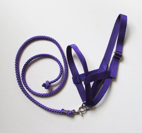 Purple halter and lead rope